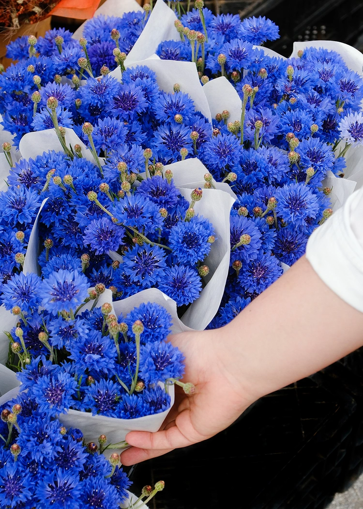 <h3>Union Square Market</h3>
<h4>Neighborhood</h4>
<p>A bustling farmers’ market offering seasonal produce, artisanal goods, and local specialties, where community and craftsmanship meet in a vibrant, open-air setting.</p>